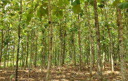 Bocawina National Park, Silk Grass,