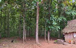 Bocawina National Park, Silk Grass,