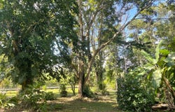 6 miles from the thriving Punta Gorda town, Punta Gorda Town,