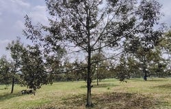 Ulu Tiram, Johor