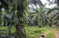 Selangor, Sepang, Selangor 0
