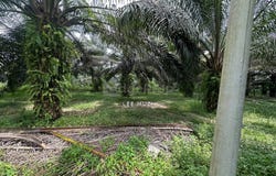 Kampar, Perak 31900