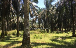 A, Kuala Kangsar, Perak 31100