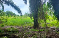 Kerian, Perak
