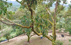 Balik Pulau, Penang 11000