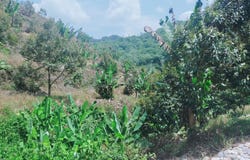 Bentong, Pahang 28700