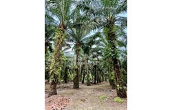 Pontian, Johor 82000