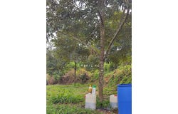 Raub, Pahang 26700