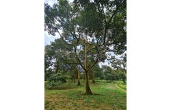 Raub, Pahang 26700