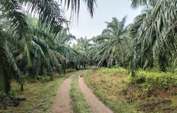 Bentong, Pahang 28700