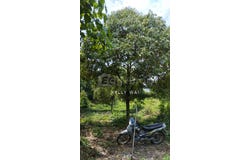Yong Peng, Johor 83700