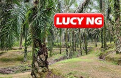 Larut Matang, Perak 34100