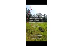 Banting, Selangor 42700