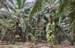 Ulu Tiram, Johor 81800