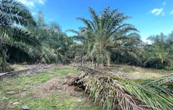 Kuala Kangsar, Perak 31100