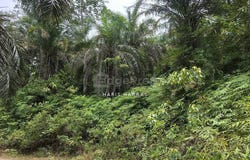 Batu Yon, Lipis, Pahang 27200