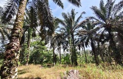 Kluang, Johor 86000
