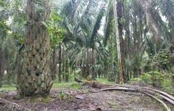 Parit, Perak 32800