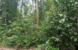Gerik, Perak 33300