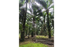Kota Tinggi, Johor 81900