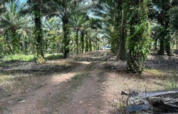 Jalan Ulu Pulai, Pekan Nanas, Johor 81500