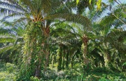 Sungkai, Perak 35600