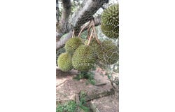 U, Raub, Pahang 27600