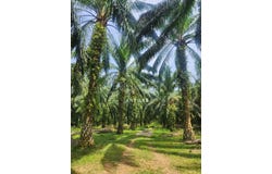 Kuala Kangsar, Perak 31100