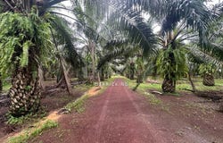 Pendang, Kedah 6700