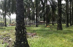 Selangor, Sepang, Selangor