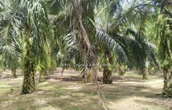 Kuala Kangsar, Perak 31100