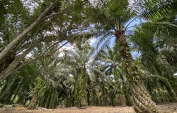 Jenjarom, Selangor 42600