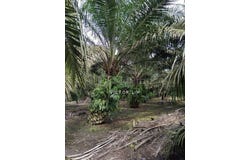 Pontian, Johor 81500