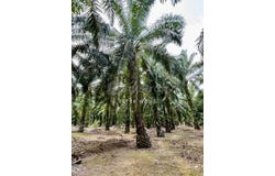 Pontian, Johor 82000