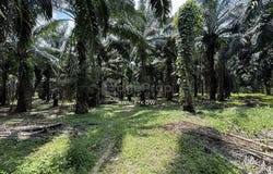 Chemor, Perak 31200