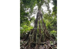 Janda Baik Tanarimba , Bentong, Pahang 28750