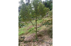 Raub, Pahang 26700