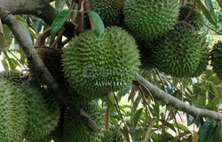Lipis, Pahang 27200