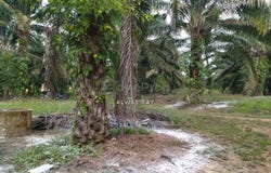 Kluang, Johor