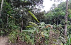 Bentong, Pahang 28750