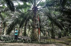 Bukit Selambau, Kedah, Sungai Petani, Kedah