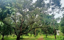 Pontian, Johor 82300