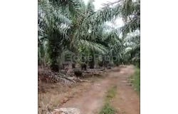 Kampung Seri Cheeding, Jenjarom, Banting, Banting, Selangor 42700