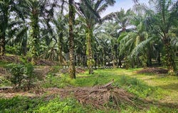 Batu Gajah, Perak 31560