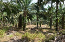 Baling, Kedah 09100