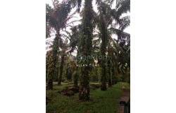 Kuala Selangor, Selangor 45600