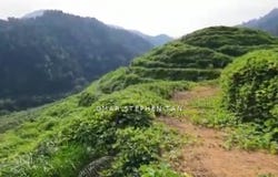 Kuala Kangsar, Perak 31100
