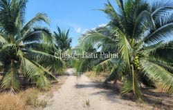 Batu Pahat, Johor 83200