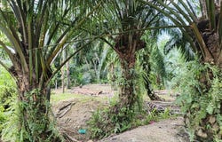Bagan Datuk, Perak 36400