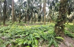 Kuala Langat, Selangor 42700